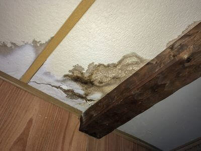 Professional black mold removal services in Coconut Creek